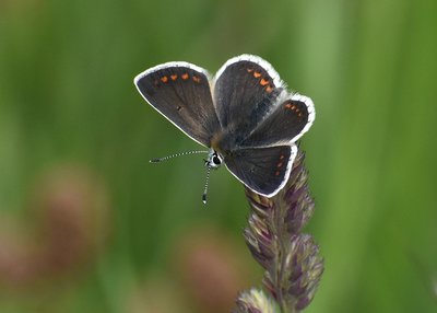 Norther Brown Argus (salmacis) - Latterbarrow 10.06.2019