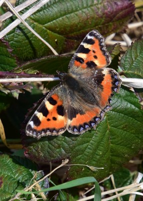 Small Tortoiseshell - Wagon Lane 08.04.2022