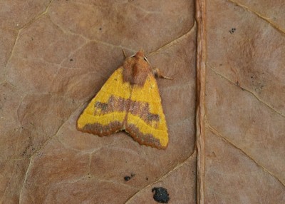 Centre-barred Sallow - Coverdale 23.08.2022