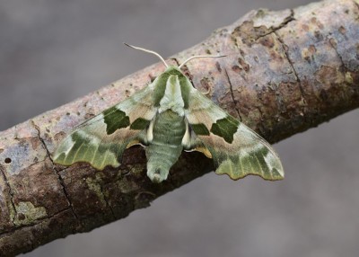 Lime Hawk-moth - Coverdale 23.05.2023