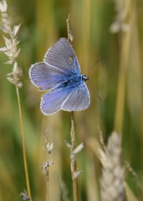 Common Blue - Blythe Valley 29.08.2024