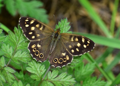 Speckled Wood male - Wagon Lane 24.08.2020