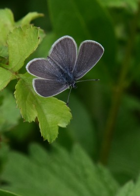 Small Blue - Bishops Hill 23.05.2023
