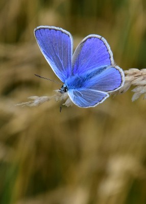 Common Blue - Wagon Lane 26.07.2021