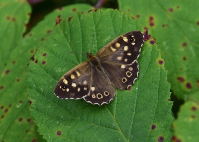 Speckled Wood male - Langley Hall 19.08.2022
