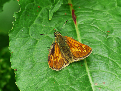 Large Skipper female - 24.06.2017