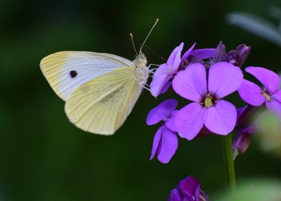 Small White - Coverdale 19.07.2020
