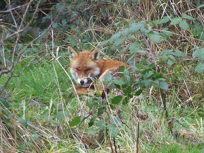 Fox watching from the long grass at the bottom of the garden.