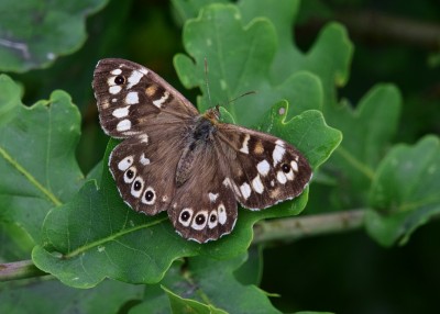 Speckled Wood female - Langley Hall 02.07.2021