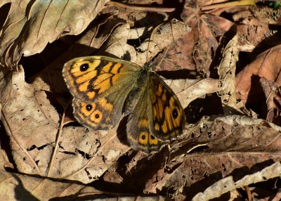 Wall Brown female - Lulworth Cove 05.09.2019