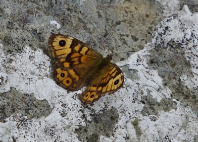 Wall Brown - Enys Head 05.08.2024