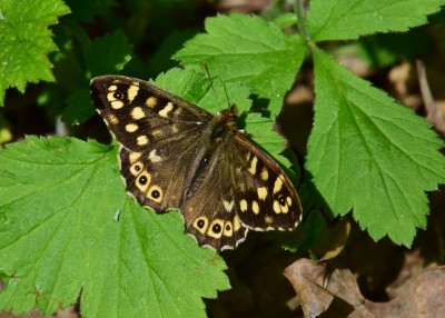 Speckled Wood male - Langley Hall 06.05.2022