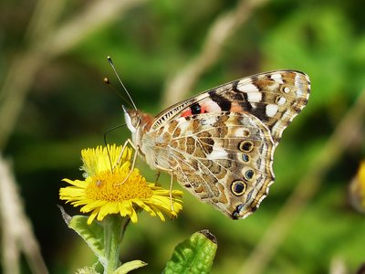 Painted Lady - Gwithian Towans 08.09.2016