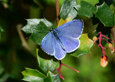 Holly Blue male - Coverdale 24.04.2022