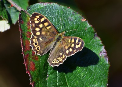 Speckled Wood - Coverdale 22.04.2020