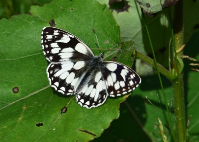 Marbled White male - Oversley Wood 05.07.2021