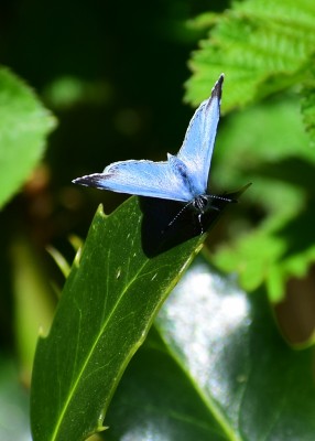 Holly Blue female- Coverdale 15.04.2020