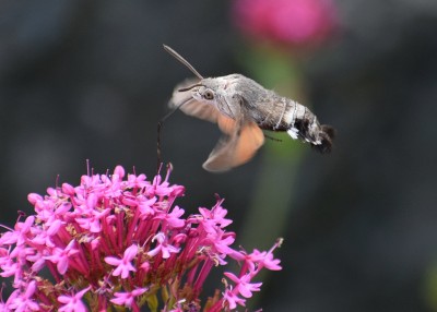 Hummingbird Hawk Moth - Carleon Cove 01.08.2020