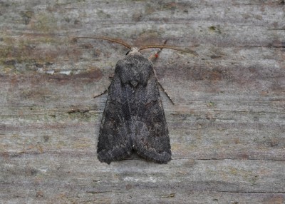 Deep-brown Dart - Coverdale 26.09.2019