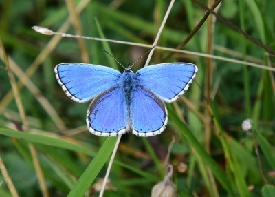 Adonis Blue - Bindon Hill 04.09.2024