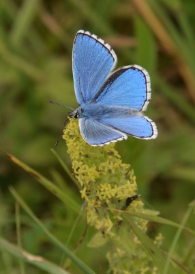 Adonis Blue - Old Winchester Hill 06.06.2022