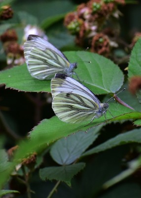 Green-veined Whites -  Coverdale 17.07.2020