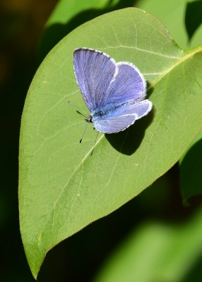 Holly Blue male - Coverdale 29.04.2022