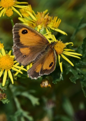 Gatekeeper female - Blythe Valley 31.07.2024