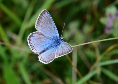 Chalk Hill Blue - Old Winchester Hill 02.09.2021