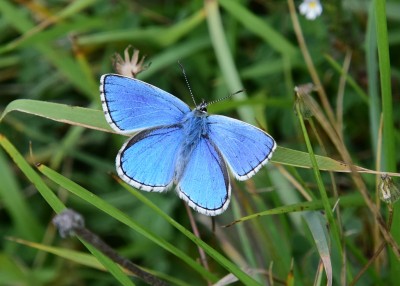 Adonis Blue - Bindon Hill 04.09.2024