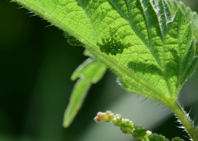 Small Tortoiseshell egg batch - Wagon Lane 23.07.2024