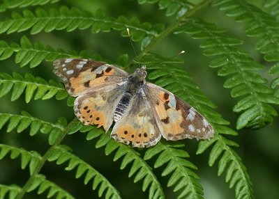 Painted Lady - Heddon Valley 24.06.2019