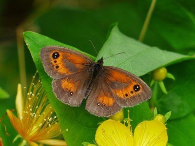 Gatekeeper male ab. excessa - Coverdale 26.07.2016