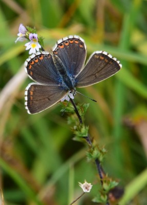 Adonis Blue female - Old Winchester Hill 30.08.2021