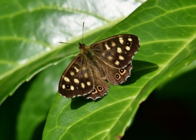 Speckled Wood male - Coverdale 26.08.2024