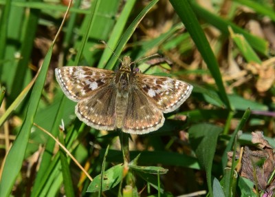 Dingy Skipper - Durdle Door 12.06.2021