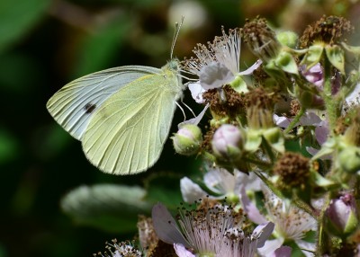 Small White - Coverdale 06.07.2020