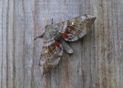 Poplar Hawk Moth - Coverdale 26.05.2020