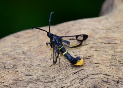 Orange-tailed Clearwing - 08.07.2021