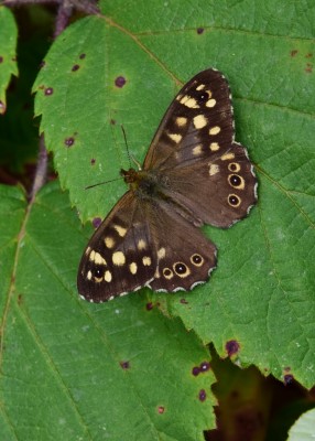 Speckled Wood male - Langley Hall 19.08.2022