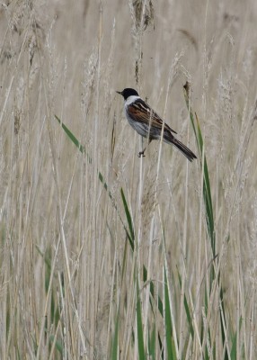 Reed Bunting - Hickling Broad 12.06.2023