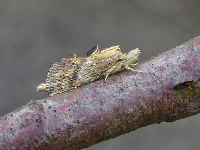 Pale Prominent 19.07.2018. Just one of these before, in 2016.