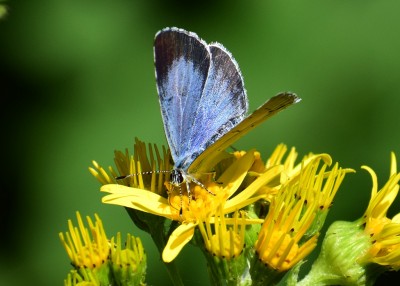 Holly Blue female - Coverdale 26.07.2020
