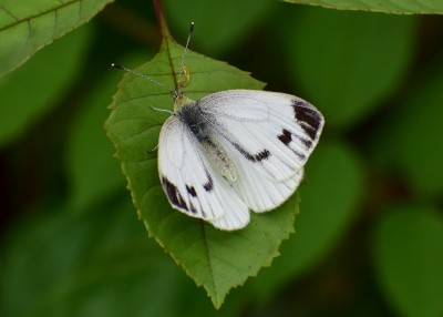 Green-veined White - Blythe Valley 10.07.2020