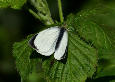 Large White male - Coverdale 05.05.2019