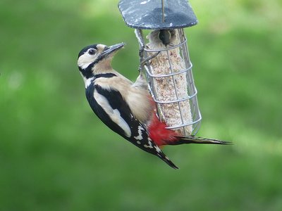 Great spotted Woodpecker - Coverdale 10.03.2019