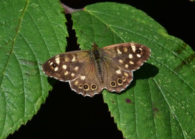 Speckled Wood - Langley Hall 16.09.2022