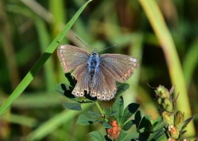 Female Common Blue - Blythe Valley 23.09.2021