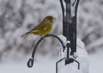 Greenfinch - Coverdale 24.01.2021