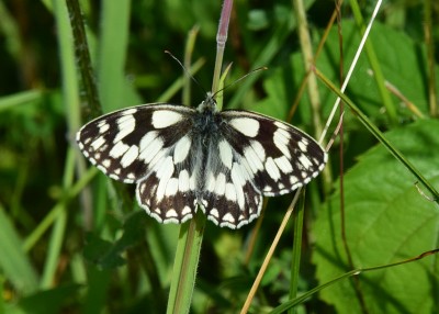 Marbled White - Blythe Valley 07.07.2021